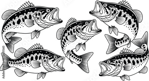 Bass fish illustration set, detailed jumping freshwater fish with open mouth, hand drawn black and white vector artwork isolated on white background fishing concept