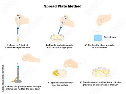 Spread plate method for Microbiology study