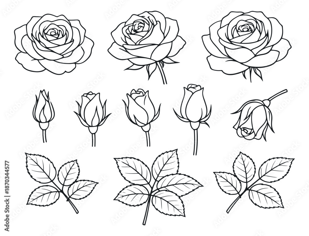 Fototapeta premium Hand drawn line art rose elements set featuring blooming flowers, buds, and leaves for floral design