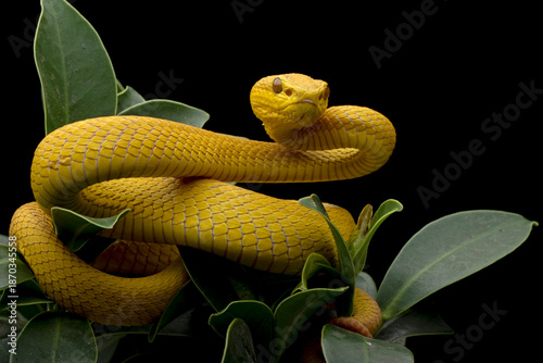 The Yellow White-lipped Pit Viper (Trimeresurus insularis) closeup on branch with black background, Yellow White-lipped Pit Viper closeup