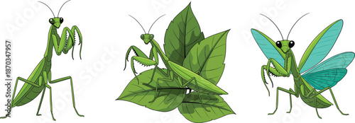 Green Praying Mantis Character Set with Leaves and Wings Cartoon Insect Nature Vector Illustration Collection