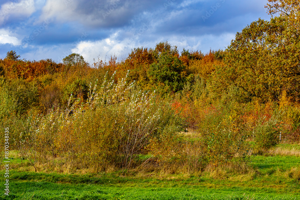 Fototapeta premium Bushes, thickets and abundant trees with lush green, yellow and red foliage in the background, Absbroekbos conservation area on sunny day in Munstergeleen, Limburg, Netherlands