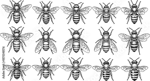 Hand Drawn Bee Illustration Collection with Detailed Wings Vintage Engraving Style Insect Vector Set
