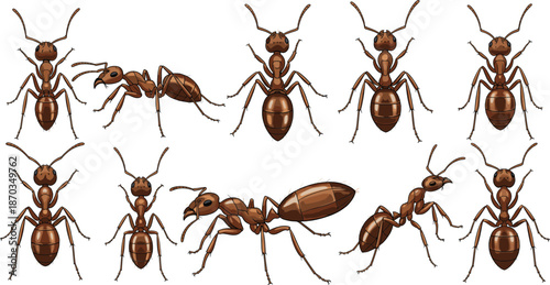 Realistic Brown Ant Insect Collection in Different Angles and Poses Isolated Vector Illustration Set