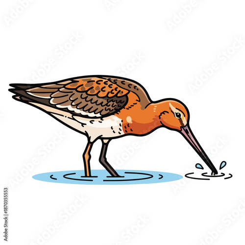 A bird with orange head and white belly bending to drink