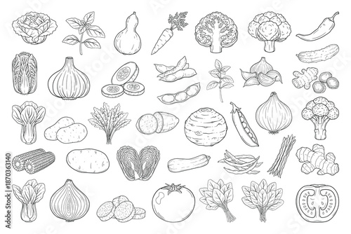 Hand Drawn Vegetable Line Art Set, Black and White Botanical Vegetable Illustration