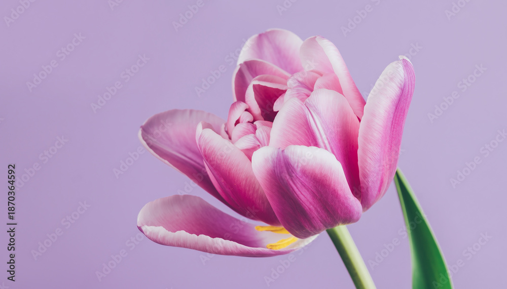 Obraz premium Elegant Pink Tulip Close Up on Purple Backdrop.
