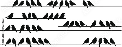 Black Bird Silhouettes Perched on Power Lines Minimalist Vector Illustration of Songbirds Sitting on Wire Cables for Nature and Wildlife Backgrounds