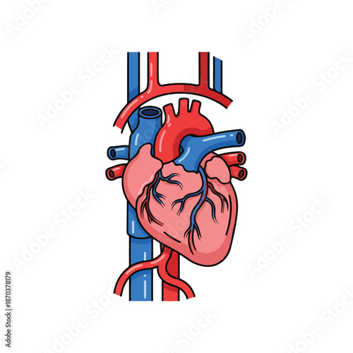 A detailed drawing of a human heart with arteries and veins