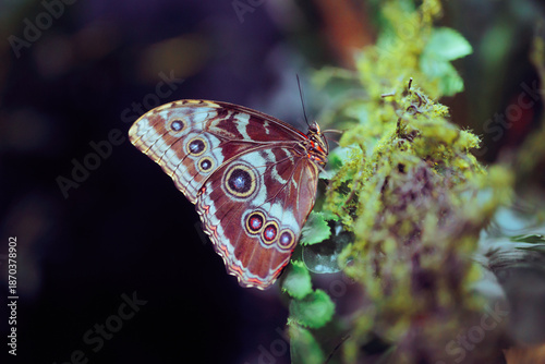Fotografi Beautiful and Exotic Morpho Butterfly in a Butterfly House