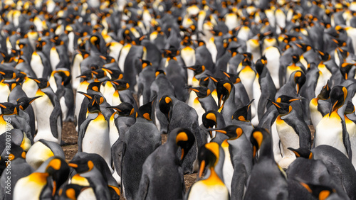 Schilderij op canvas Incredible Group of King Penguins Edge to Edge Falkland Islands Volunteer Point Penguin Colony