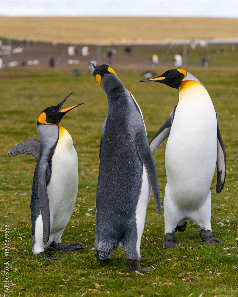 Obraz premium Group of Male King Penguins Fight in Close Up. Falkland Islands Volunteer Point Penguin Colony. Wildlife Natural Habitat Travel Excursion Antarctica