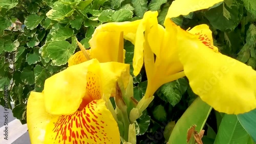 Tropical yellow blossom blossoms flower flowers in Thailand.