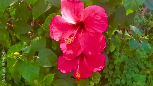 Red beautiful hibiscus flower flowers shrub tree plant in Thailand.
