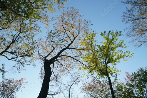 Tree canopy in spring at Kings Point Park, Great Neck, Long Island