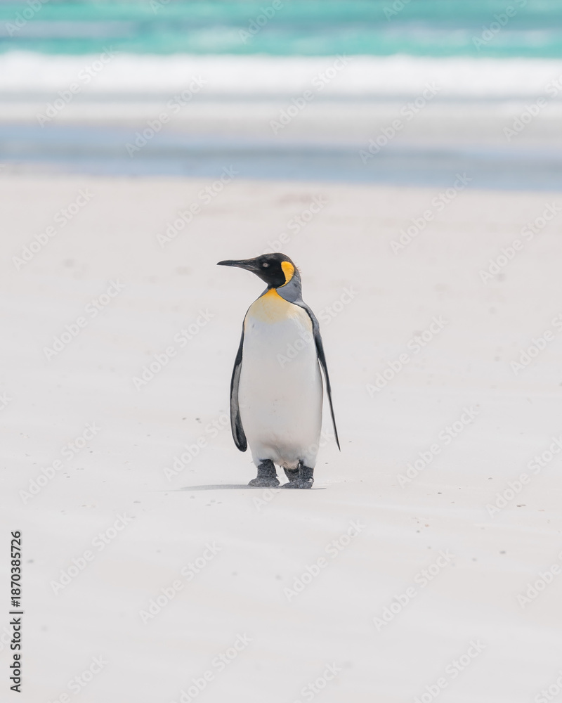 Fototapeta premium A Cute King Penguin on The Beach Falkland Islands Volunteer Point Penguin Colony. Antarctica Travel Excursion. Wildlife Natural Habitat