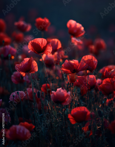 Field of vibrant red poppies with delicate, crinkled petals and slender green stems bathed in soft, warm glow