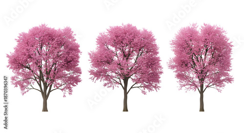 Three pink flowering trees on black background