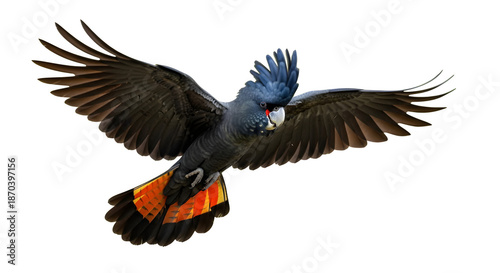 Vibrant sulfur-crested cockatoo in dynamic flight