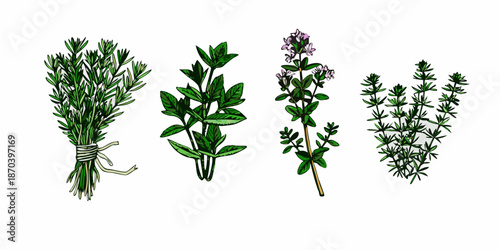 A botanical illustration showcasing various sprigs of fresh herbs and foliage