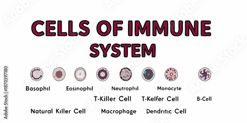 Visual representation of various cells that comprise the human immune system