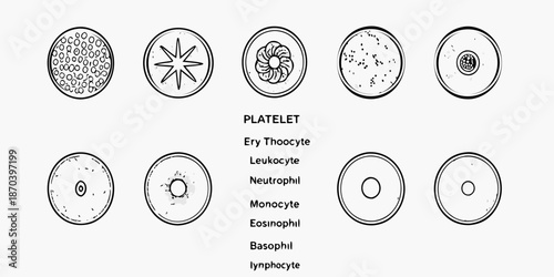 Microscopic views of human blood cells platelets erythrocytes and leukocytes