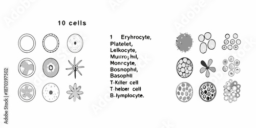 Diagram of human blood cells including erythrocytes leukocytes and platelets
