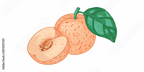 An illustration of a whole apricot and a halved apricot with a leaf