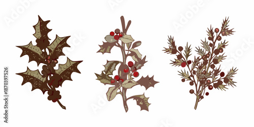 Vintage botanical illustration of holly and berries a festive plant depiction
