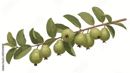 Realistic 3D Guava Tree Branch with Green Guava Fruits and Foliage
