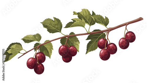 Realistic 3D Grape Vine Branch with Purple Grapes and Green Leaves