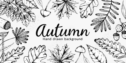 Detailed botanical illustration of autumn leaves and acorns in black and white