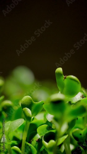 Close-up time-lapse of small plant sprouting from seed in soil, showing early growth stages.