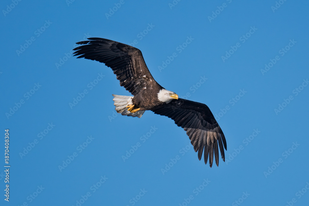 Obraz premium Majestic bald eagle soaring in clear blue sky over natural habitat