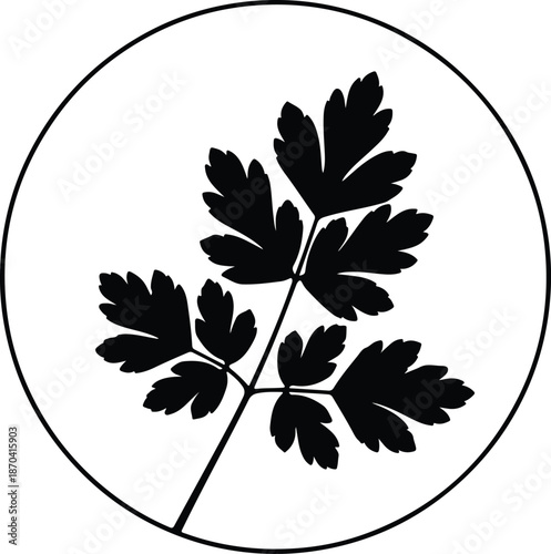 Illustration of a fresh green parsley herb branch in a minimal black circle silhouette vector