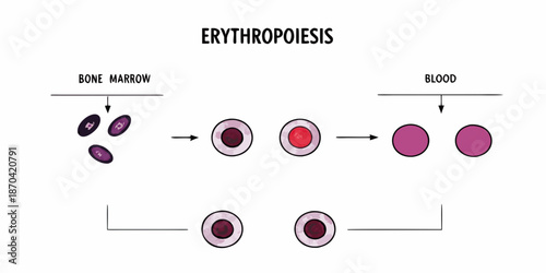 Erythropoiesis A visual depiction of red blood cell development stages