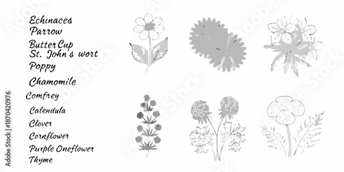 Botanical illustration of various wildflowers and herbs in black and white