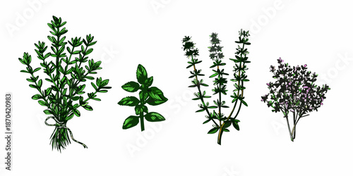 Botanical illustration of various thyme and herb plant species in detail