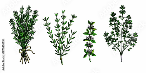 A botanical illustration showcasing various fresh herb bunches and sprigs