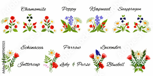 A charming collection of beautifully illustrated wildflowers and their corresponding names