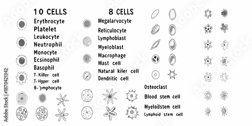 Illustrative diagram of various human blood cells and their diverse morphologies