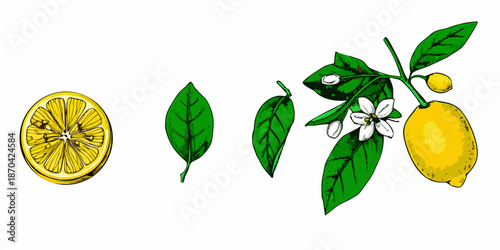 A botanical illustration of lemons leaves blossoms and a halved fruit