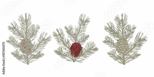 Vintage botanical illustration of three evergreen branches with pine cones