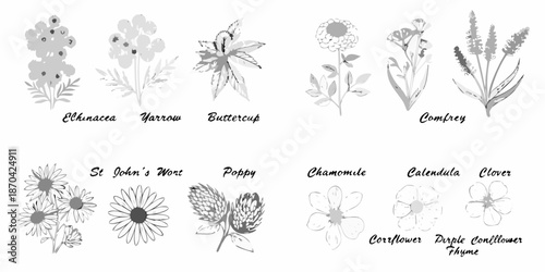 Vintage botanical illustration displaying various wildflowers and their handwritten labels