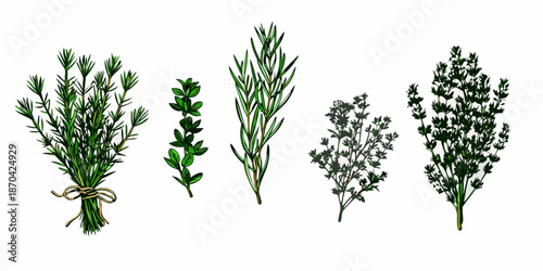 An artistic rendering of various fresh herb sprigs beautifully displayed