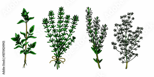 A botanical illustration displaying various types of thyme herb sprigs