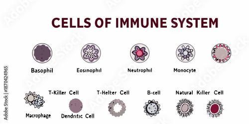 Illustration of various immune system cells including basophils and macrophages