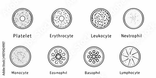 Illustrative depiction of various human blood cell types under microscopic view