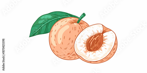 A vibrant illustration of a whole and halved apricot with a green leaf