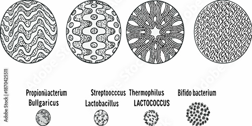 Detailed illustrations of bacterial colony morphologies on agar plates